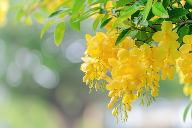 Kanikkonna Goldene Dusche Cassia Fistula Blüte im Baum mit dem Hindu-Vishu-Festival Vishu kani