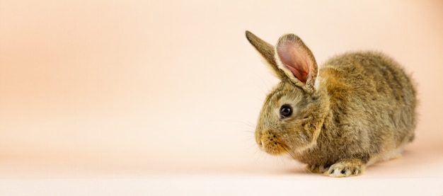 Kaninchen an einer beigen Wand. grauer Hase auf einer pastellrosa Wand. Konzept für den Urlaub. Graues Kaninchen mit einem Platz für Ihren einzigartigen Text. Bannerfoto