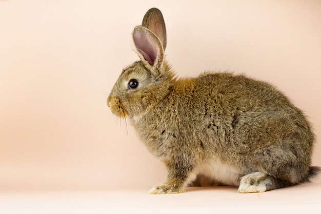 Kaninchen auf beigem Hintergrund. Ostergrauer Hase auf einem pastellrosa Hintergrund. Konzept für die Osterferien. Graues Kaninchen