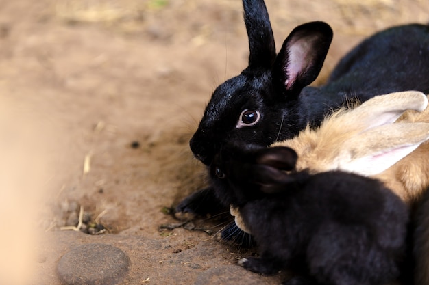 Kaninchen auf dem Boden