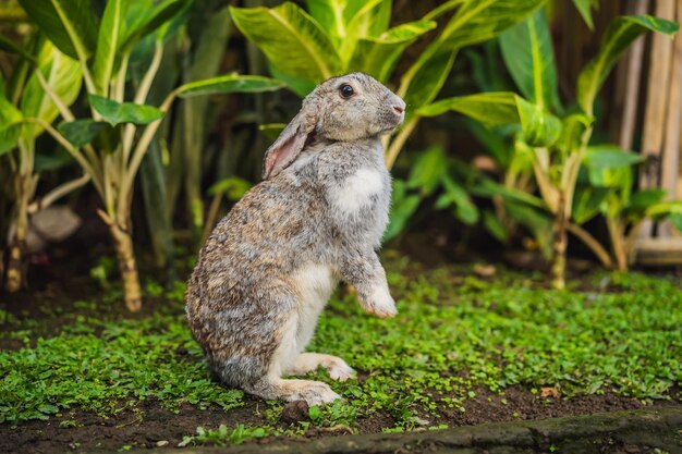 Kaninchen auf dem Gras Kosmetiktest an Kaninchentier Grausamkeitsfrei und Tiermissbrauchskonzept stoppen