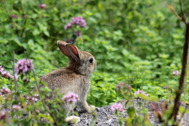 Foto kaninchen auf einem felsen im wald