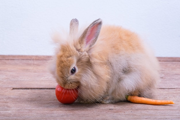 Kaninchen auf Holzböden, Karotten, Gurken, Tomaten und Fässern auf Holzböden