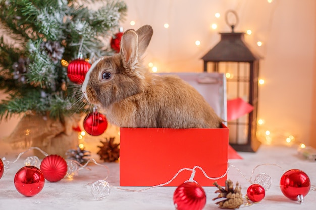 Kaninchen auf Weihnachtsdekorationen