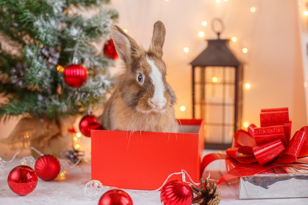 Kaninchen auf Weihnachtsdekorationen