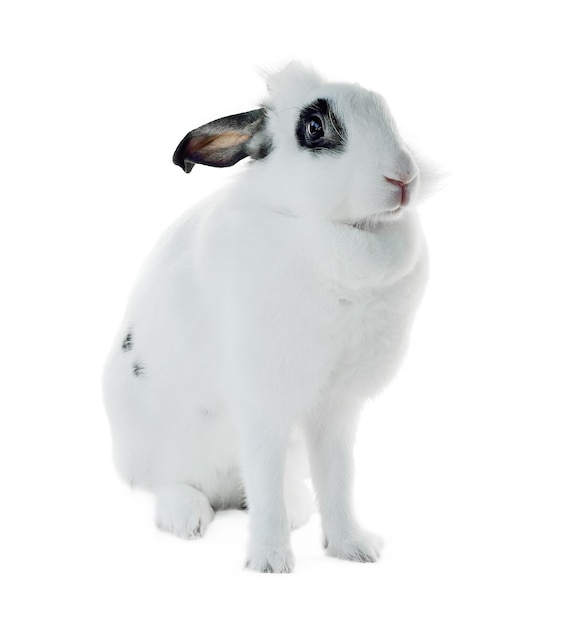Kaninchen auf weißem Hintergrund