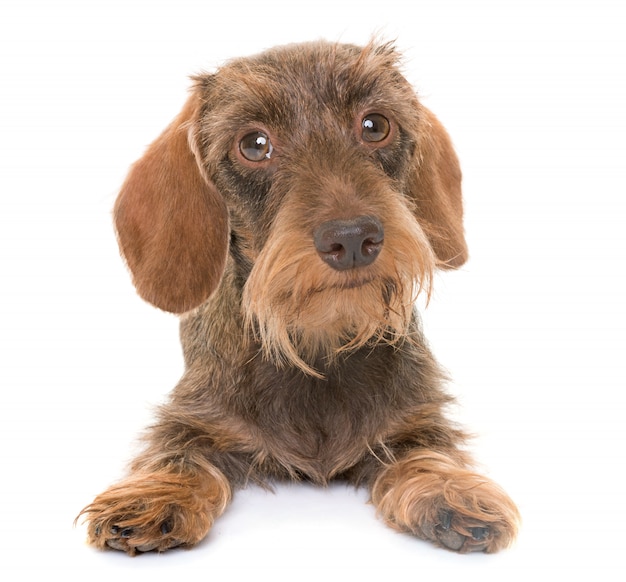 kaninchen Dachshund de pelo de alambre