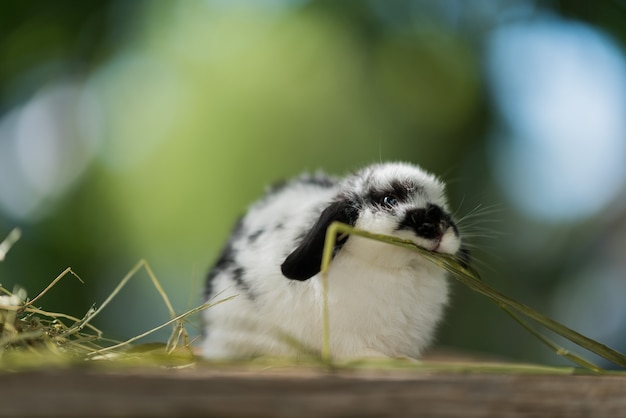 Kaninchen, das Gras mit Bokeh-Hintergrund isst