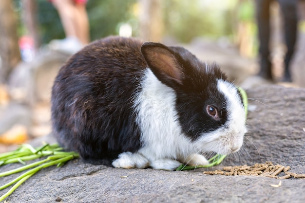 Kaninchen essen Nahrung im Käfig am Tierfarmgarten Thailand für Reisende der thailändischen Leute