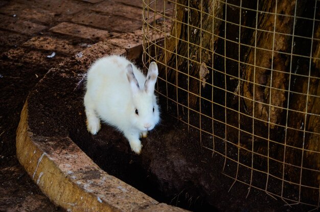 Kaninchen frisst Futter im Zoo