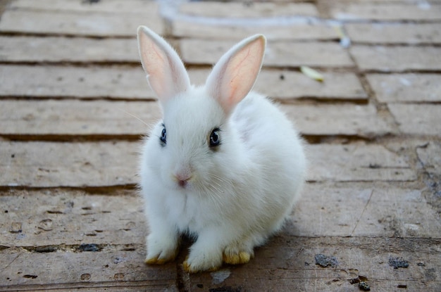 Kaninchen frisst Futter im Zoo