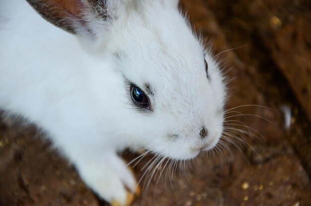 Kaninchen frisst Futter im Zoo