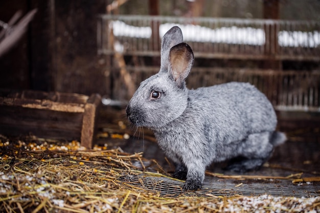 Kaninchen im Bauernkäfig oder Stall