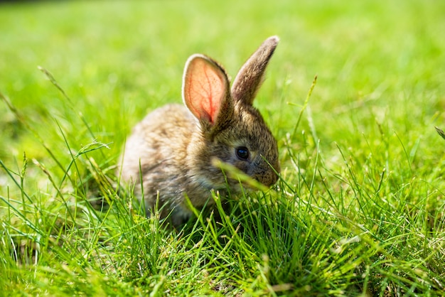 Kaninchen im Gras