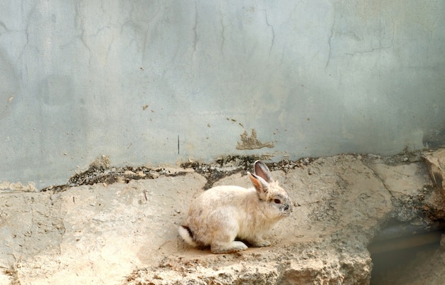 Kaninchen im Zookäfig