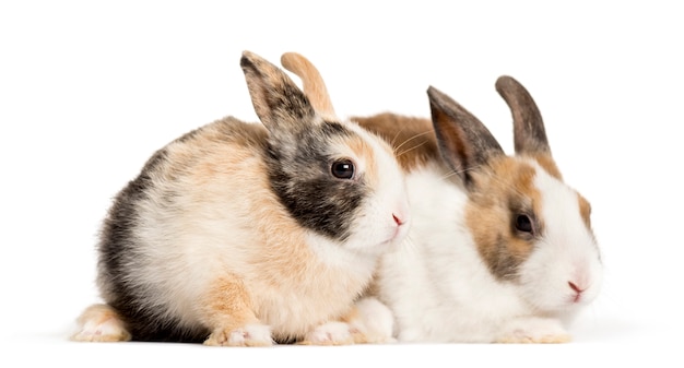 Kaninchen liegen zusammen