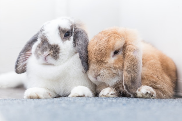 Kaninchen mit braun und weiß Lovely auf dem Boden liegen.