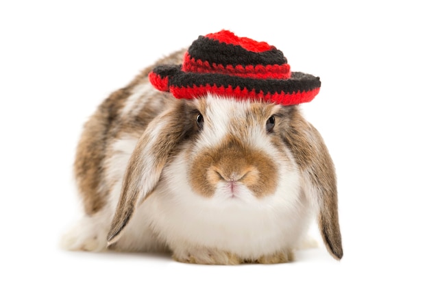 Kaninchen mit Hut lokalisiert auf Weiß