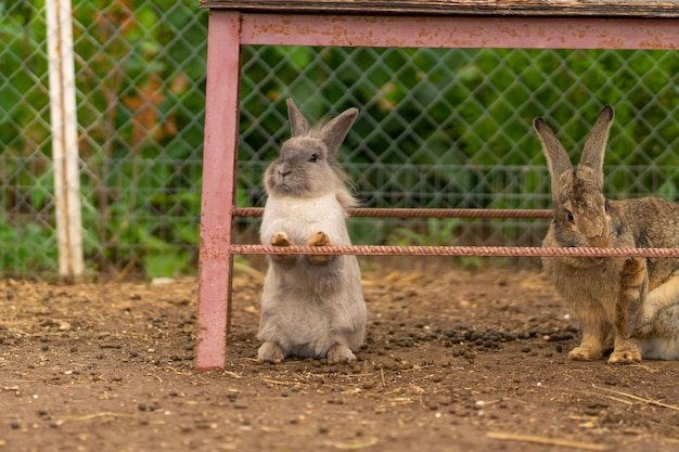 Kaninchen Osterhase Natur braun weißer Hintergrund flauschiger grüner Hase zum Sitzen natürlich aus Haar