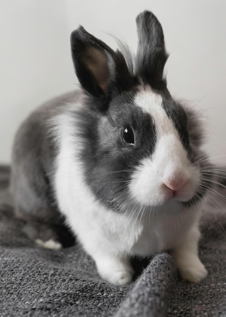 Kaninchen Ostern echt in der Natur