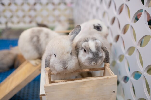 Kaninchen schlafen auf dem Boden, Hase, Holland lop