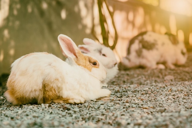 Foto kaninchen, schönes tier und haustier im garten