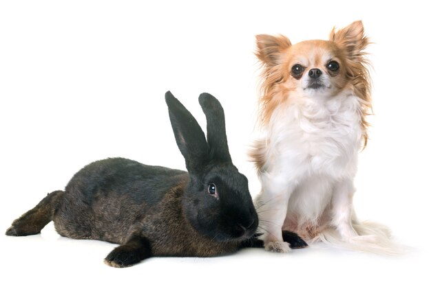 Kaninchen und Chihuahua