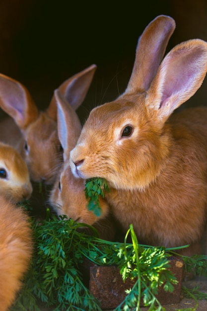Kaninchen und kleine Kaninchen essen Karotten