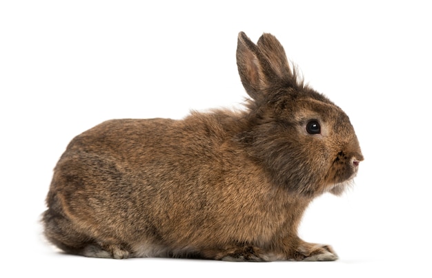 Kaninchen vor einem weißen Hintergrund