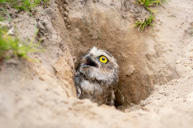 Kanincheneule (Athene Cunicularia) auf dem Boden stehend. Grabende Eule, die im Nistloch sitzt.