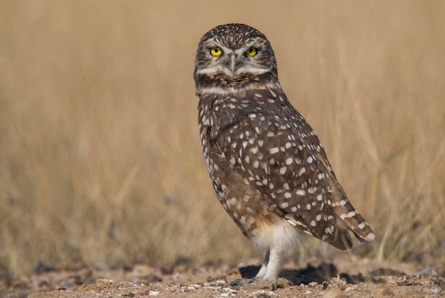 Kanincheneule, Athene Cunicularia, Halbinsel Valdes, UNESCO-Weltkulturerbe, Chubut, Patagonien.