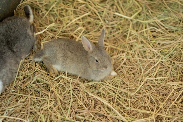Kaninchenhäschenhaustier mit unscharfem Hintergrund AnimalsxA