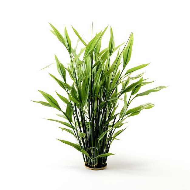 Kanlow Switchgrass Kelly Green Spray Bouquet de alta celulose isolado em fundo branco Limpo