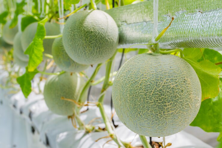 Kantalupenmelonen, die in einem Gewächshaus wachsen
