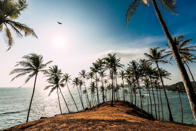 Kap am Meer. Sonnenuntergang am Meer. Die Morgendämmerung des Meeres. Landschaften von Asien. Landschaften Sri Lankas. Palmen am Strand. Palmen bei Sonnenuntergang. Schönes Bild. Schöner Ort am Meer