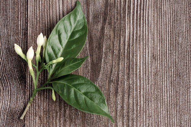 Kap Jasminblüten auf hölzernem Hintergrund