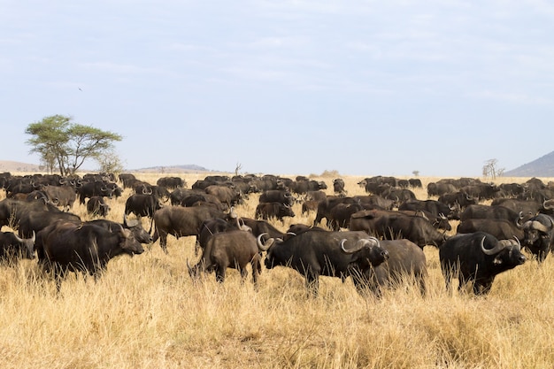 Kapbüffel aus dem Serengeti Nationalpark, Tansania, Afrika. Afrikanische Tierwelt