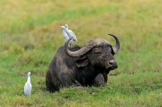 Kapbüffel im Lake Nakuru National Park in Kenia