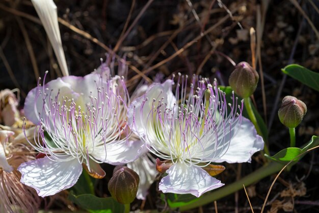 Kapernbusch oder Flindersrose Capparis spinosa Malaga Spanien