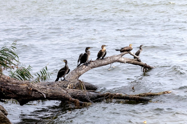 Kapkormoran Phalacrocorax capensis sitzt an einem sonnigen Tag auf einem Ast in der Nähe eines Sees