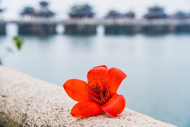 Kapok, das im Freien natürlich verwelktKapok und die Chaozhou-Guangji-Brücke