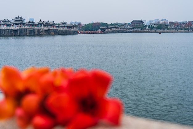 Kapok, das im Freien natürlich verwelktKapok und die Chaozhou-Guangji-Brücke