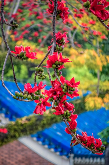 Kapok es la flor de la ciudad de Guangzhou Kapok florece en primavera