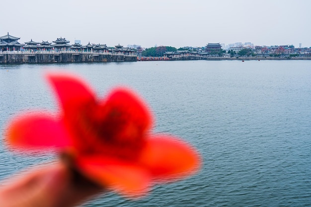 Kapok que murcha naturalmente ao ar livre kapok e chaozhou guangji bridge