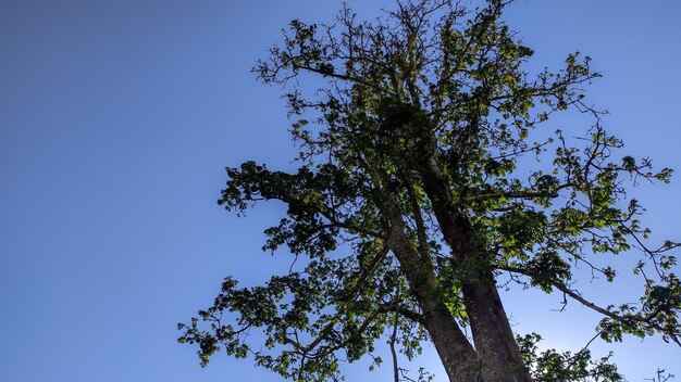 Kapokbaum oder Ceiba pentandra mit blauem Himmel