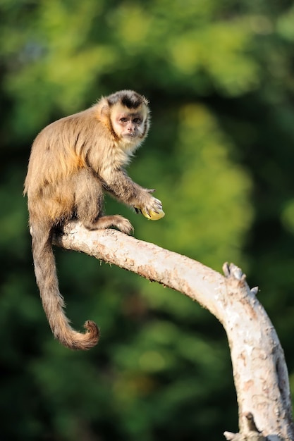 Kapuzineraffe im Baum