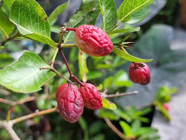 Karanda Cranberry Es una fruta rosa que es una hierba tailandesa Tiene espinas y hojas verdes El fondo está borroso