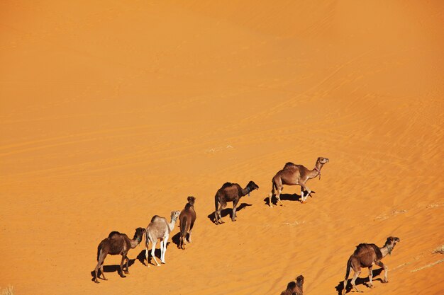 Foto karawane in der sahara wüste