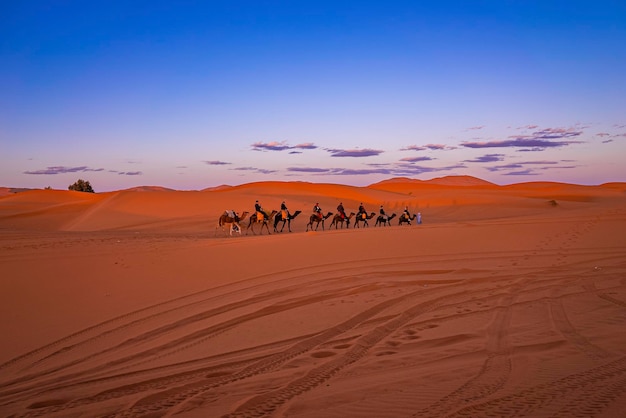 Karawane von Kamelen mit Touristen, die durch den Sand in der Wüste gehen