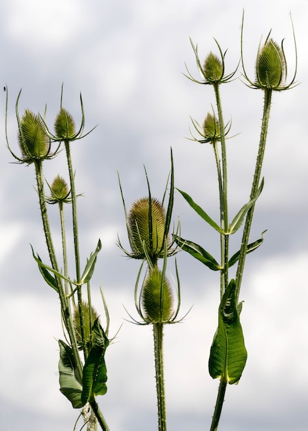 Foto karden (dipsacus)